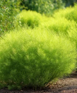 Kochia Scoparia Seeds - Burning Bush, 30 Seeds, Fiery Fall Foliage - Image 5