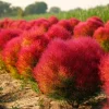 Kochia Scoparia Seeds - Burning Bush, 30 Seeds, Fiery Fall Foliage - Image 1