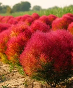 Kochia Scoparia Seeds - Burning Bush, 30 Seeds, Fiery Fall Foliage - Image 1