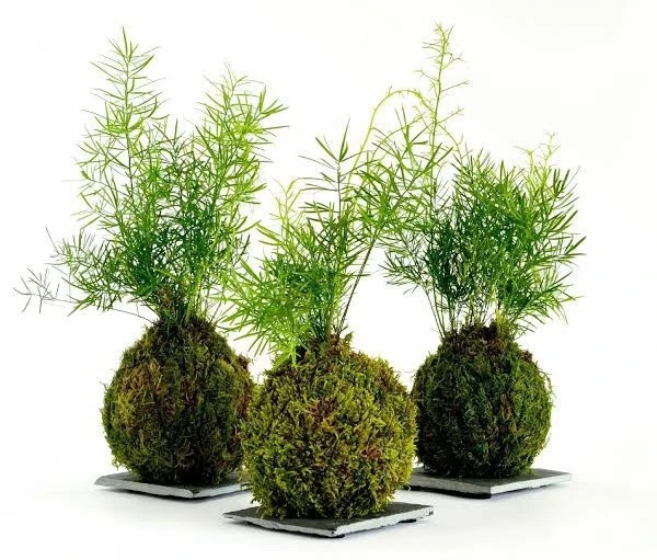 Kokedama Live Plant - Choose Your Favorite Moss Ball Houseplant - Image 3