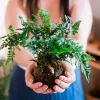 Kokedama Live Plant - Choose Your Favorite Moss Ball Houseplant - Image 1