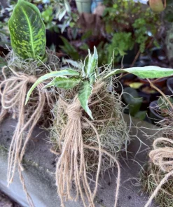 Kokedama Live Plant - Japanese Moss Ball Indoor Houseplant Decor - Image 4