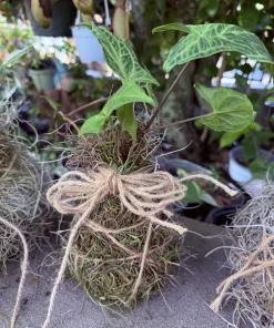 Kokedama Live Plant - Japanese Moss Ball Indoor Houseplant Decor - Image 5