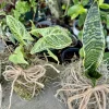 Kokedama Live Plant - Japanese Moss Ball Indoor Houseplant Decor - Image 1