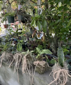 Kokedama Live Plant - Japanese Moss Ball Indoor Houseplant Decor - Image 8