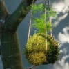 Kokedama Live Plant - Japanese Moss Ball Indoor Houseplant Decor - Image 1