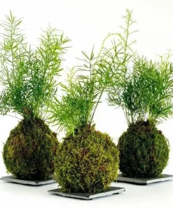 Kokedama Live Plant - Natural Moss Ball for Indoor Houseplant Decor - Image 2
