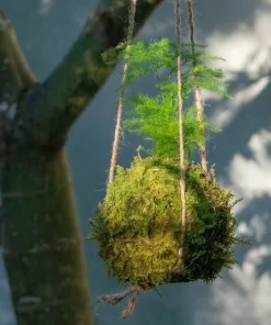 Kokedama Live Plant - Natural Moss Ball for Indoor Houseplant Decor - Image 1
