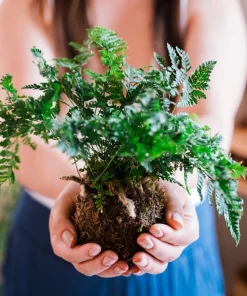 Kokedama Live Plant - Unique Moss Ball Houseplant - Indoor Decor - Image 2