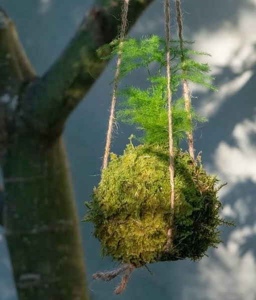Kokedama Live Plant - Unique Moss Ball Houseplant - Indoor Decor - Image 3