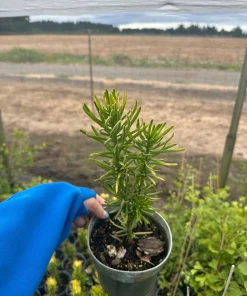 Korean Gold Plum Yew Live Plant - Golden Columnar Evergreen - 6