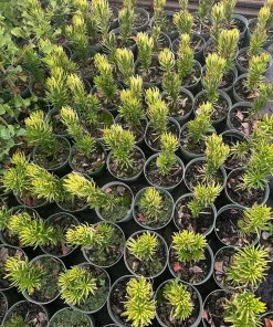 Korean Gold Plum Yew Live Plant - Golden Columnar Evergreen - 6