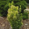 Korean Gold Plum Yew Live Plant - Golden Columnar Evergreen - 6" Container - Image 1