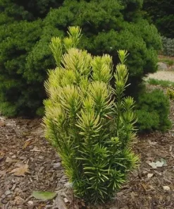 Korean Gold Plum Yew Live Plant - Golden Columnar Evergreen - 6