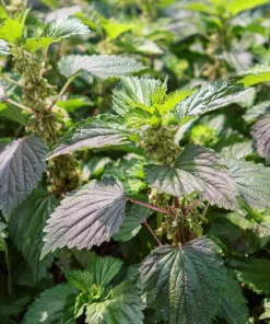 Korean Green Shiso Seeds - 100 Count, Aromatic Culinary Herb, Easy-to-Grow - Image 2