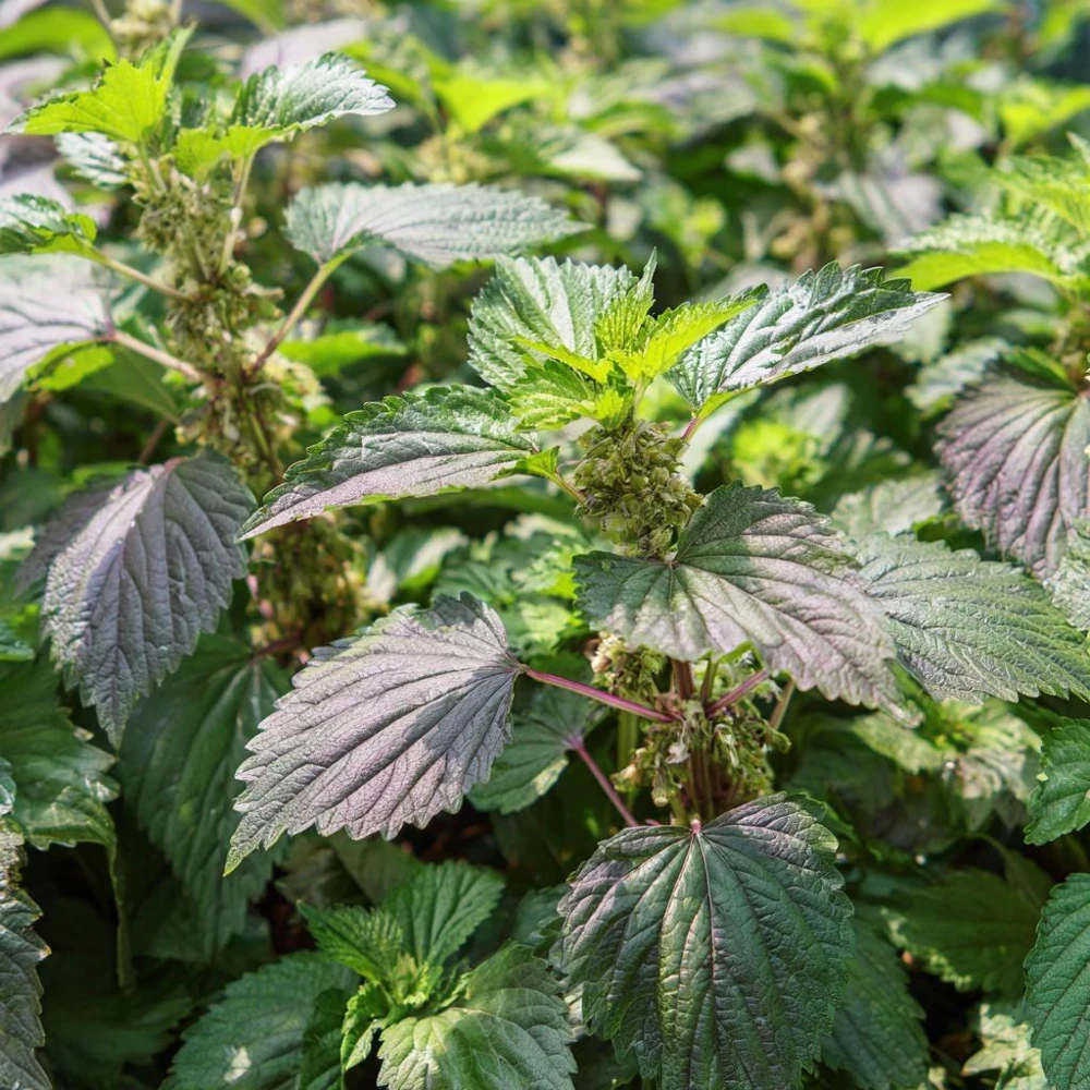 Korean Green Shiso Seeds - 100 Count, Aromatic Culinary Herb, Easy-to-Grow - Image 2