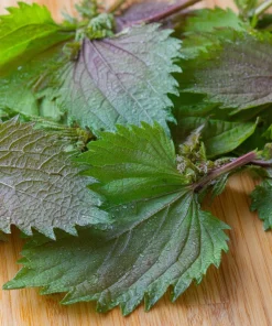 Korean Green Shiso Seeds - 100 Count, Aromatic Culinary Herb, Easy-to-Grow - Image 3