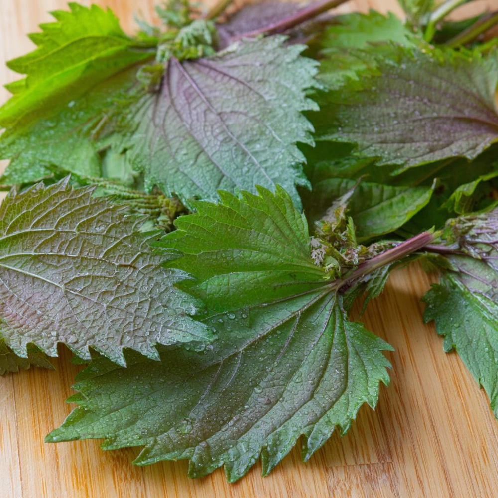 Korean Green Shiso Seeds - 100 Count, Aromatic Culinary Herb, Easy-to-Grow - Image 3