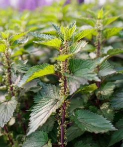 Korean Green Shiso Seeds - 100 Count, Aromatic Culinary Herb, Easy-to-Grow - Image 4