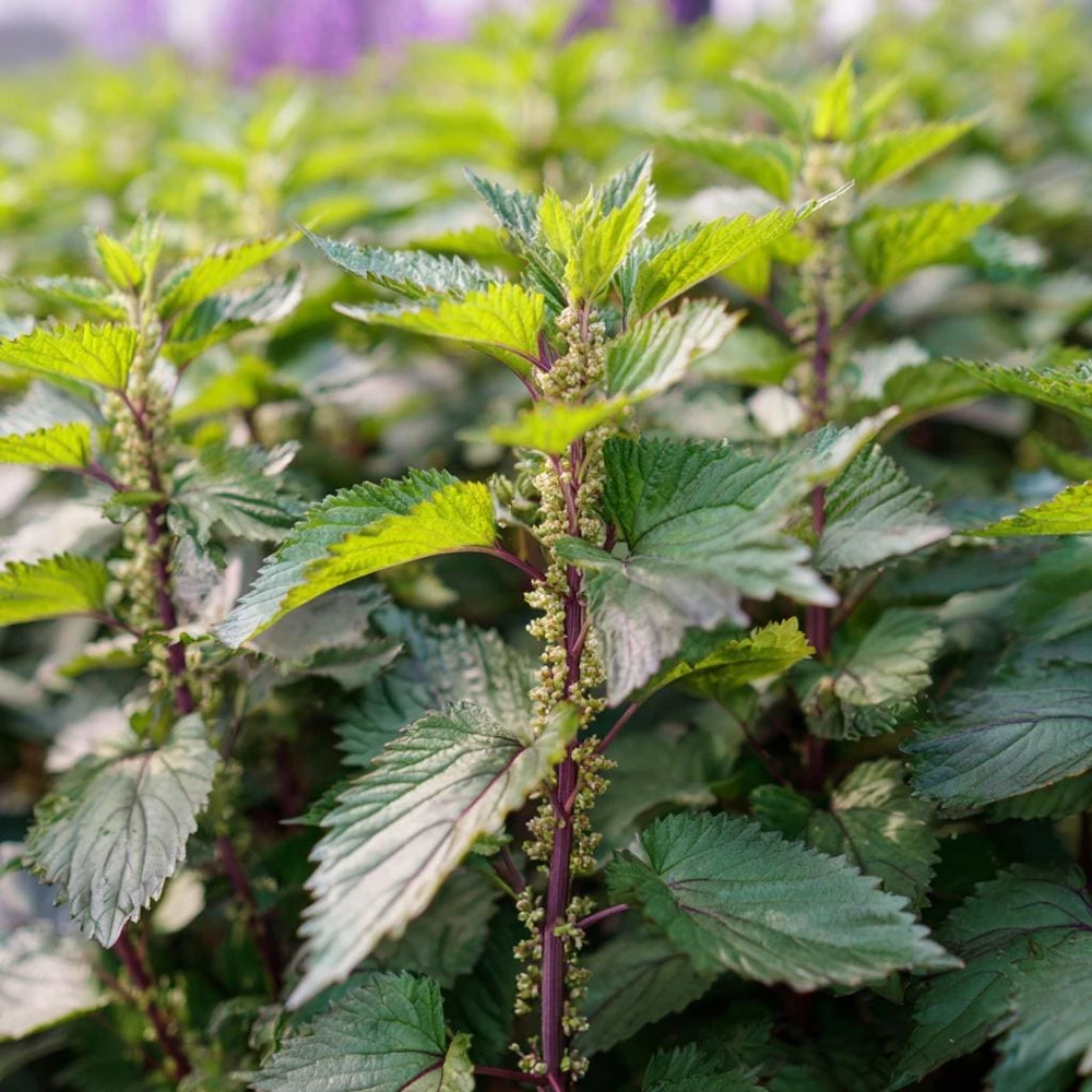 Korean Green Shiso Seeds - 100 Count, Aromatic Culinary Herb, Easy-to-Grow - Image 4