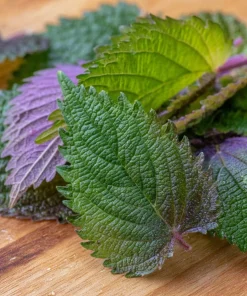 Korean Green Shiso Seeds - 100 Count, Aromatic Culinary Herb, Easy-to-Grow - Image 1