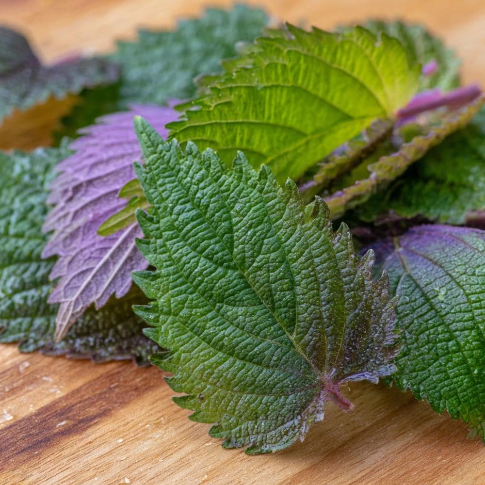 Korean Green Shiso Seeds - 100 Count, Aromatic Culinary Herb, Easy-to-Grow - Image 1