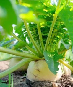 Korean Radish Seeds 30 Pack – Cheong Du Hybrid for Kimchi & Gardens - Image 2