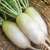 Korean Radish Seeds 30 Pack – Cheong Du Hybrid for Kimchi & Gardens - Image 1