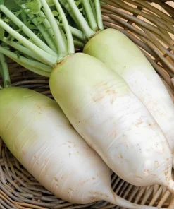 Korean Radish Seeds 30 Pack – Cheong Du Hybrid for Kimchi & Gardens - Image 1