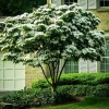 Kousa Dogwood Tree - 10-16" Tall Live Plant - Quart Pot - White Ornamental Japanese Flowering Tree - Image 1