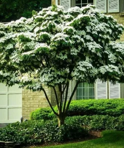 Kousa Dogwood Tree - 10-16" Tall Live Plant - Quart Pot - White Ornamental Japanese Flowering Tree - Image 1