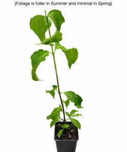 Kousa Dogwood Tree - 10-16" Tall Live Plant - Quart Pot - White Ornamental Japanese Flowering Tree - Image 2