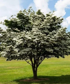 Kousa Dogwood Tree - 10-16