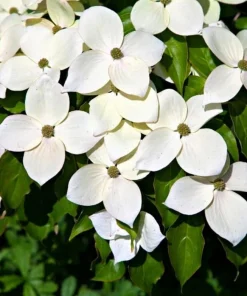 Kousa Dogwood Tree - 10-16
