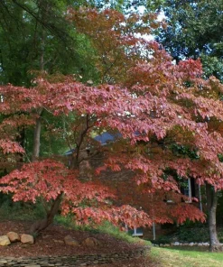 Kousa Dogwood Tree - 10-16