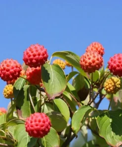 Kousa Dogwood Tree - 10-16