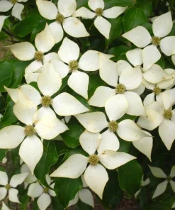 Kousa Japanese Dogwood Live Tree - White Flowering Ornamental, 18-24" Tall in 4" Pot - Image 2
