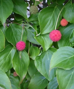 Kousa Japanese Dogwood Live Tree - White Flowering Ornamental, 18-24