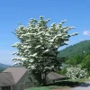 Kousa Japanese Dogwood Live Tree - White Flowering Ornamental, 18-24" Tall in 4" Pot - Image 1