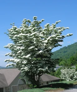 Kousa Japanese Dogwood Live Tree - White Flowering Ornamental, 18-24" Tall in 4" Pot - Image 1