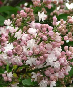 Krasavitsa Moskvy Lilac Bush - Syringa Vulgaris Live Rooted Plant, 4+ Inches - Image 2