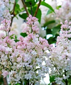 Krasavitsa Moskvy Lilac Bush - Syringa Vulgaris Live Rooted Plant, 4+ Inches - Image 3