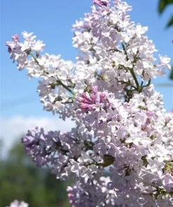 Krasavitsa Moskvy Lilac Bush - Syringa Vulgaris Live Rooted Plant, 4+ Inches - Image 4