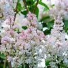Krasavitsa Moskvy Lilac Bush - Syringa Vulgaris Live Plant, 4+ Inches, Bare Root, Outdoor - Image 1