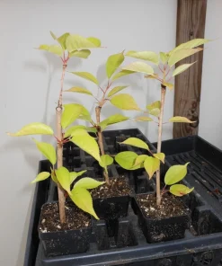 Kwanzan Flowering Cherry Tree Live Plant - 6-12