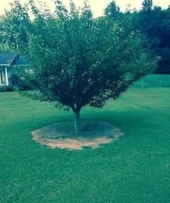Kwanzan Flowering Cherry Tree Live Plant - 6-12