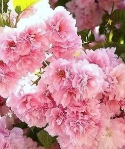 Kwanzan Flowering Cherry Tree Live Plant - 6-12