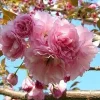 Kwanzan Flowering Cherry Tree Live Plant - 6-12" Tall in 2.5" Pot - Image 1