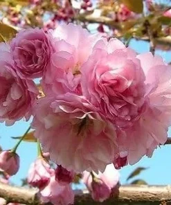 Kwanzan Flowering Cherry Tree Live Plant - 6-12" Tall in 2.5" Pot - Image 1