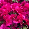 La Jolla Bougainvillea Live Plant – Red Tropical Shrub – 2 Pack – 5-9 Inches - Image 1